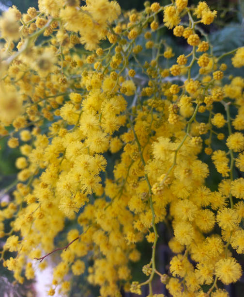 istock Mimosa tree, yellow flowers 2017876960