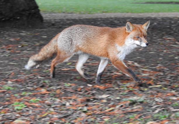 istock Close-up side view of Fox walking towards the right 2017881121