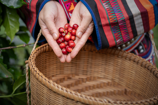 Close-up of ripe coffee beans on an Arabica tree in the hands of a farmer growing them in the highlands of Chiang Rai Province in Thailand.