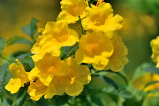 Tecoma stans is a species of flowering perennial shrub in the trumpet vine family Bignoniaceae. Common names include Yellow trumpetbush, Yellow bells, Yellow elder and Ginger Thomas. The large, showy, golden yellow, trumpet-shaped flowers are in clusters at the ends of branches.