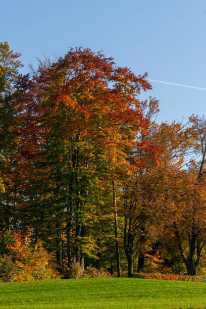 Autumn Leaves in Zurich, Switzerland