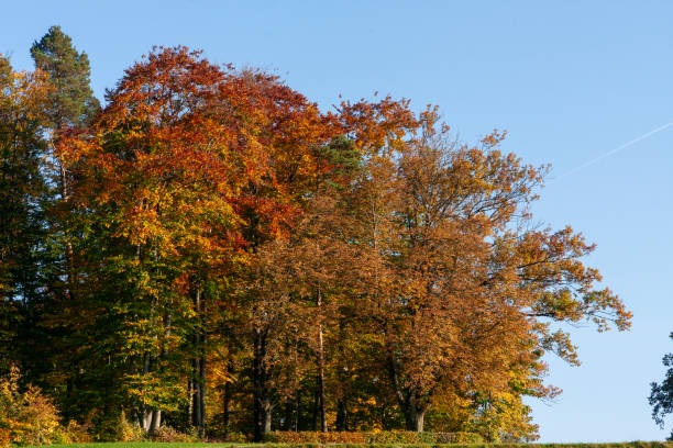 istock Autumn Leaves in Zurich, Switzerland 2017886422