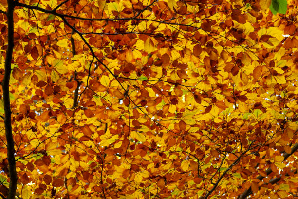 Autumn Leaves in Zurich, Switzerland
