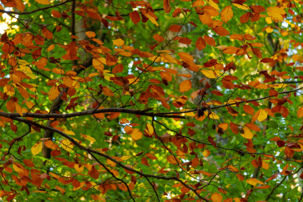Autumn Leaves in Zurich, Switzerland