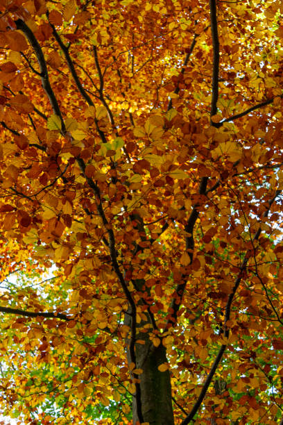 Autumn Leaves in Zurich, Switzerland