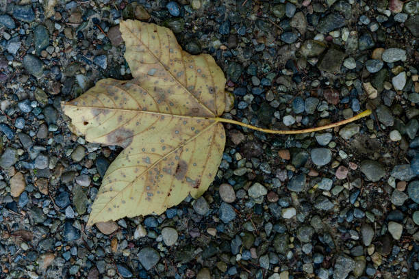 Autumn Leaves in Zurich, Switzerland