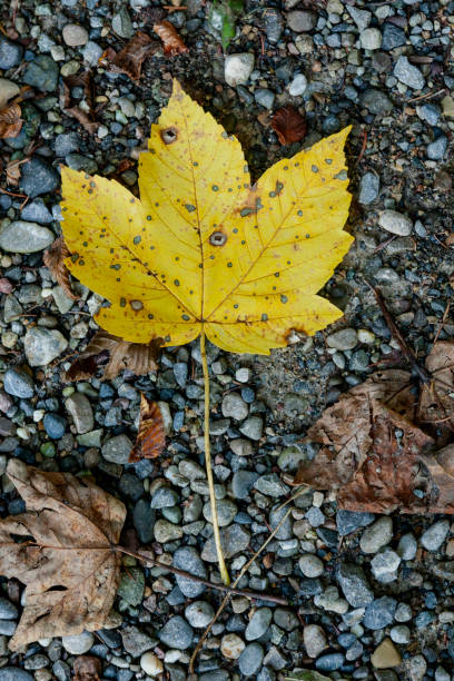 istock Autumn Leaves in Zurich, Switzerland 2017886967