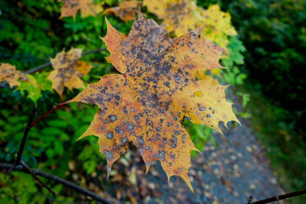 Autumn Leaves in Zurich, Switzerland