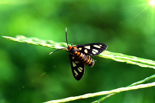 Amata huebneri is a species of moth, Amata of the family Erebidae