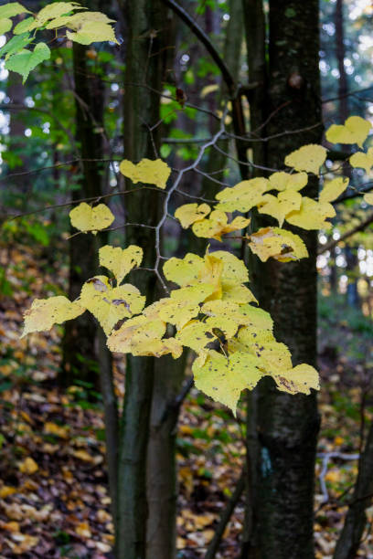Autumn Leaves in Zurich, Switzerland