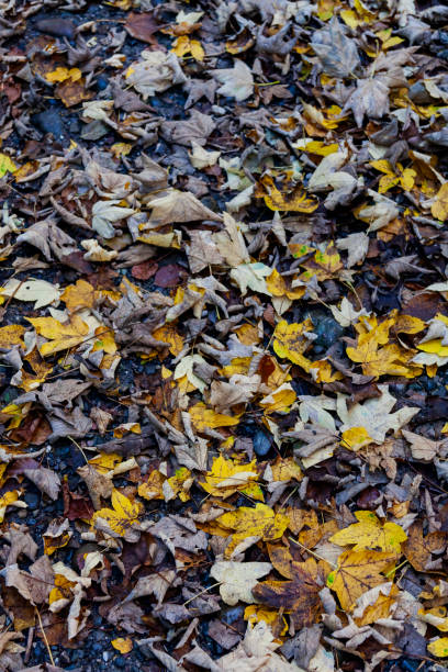 Autumn Leaves in Zurich, Switzerland