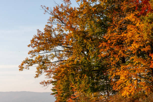 Autumn Leaves in Zurich, Switzerland