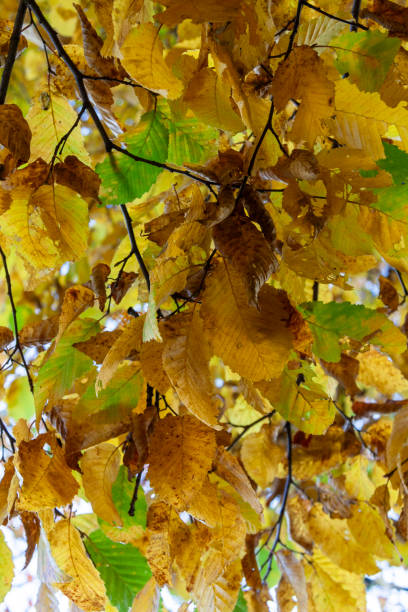 Autumn Leaves in Zurich, Switzerland