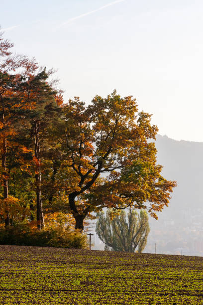 Autumn Leaves in Zurich, Switzerland