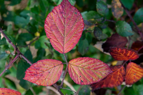 Autumn Leaves in Zurich, Switzerland