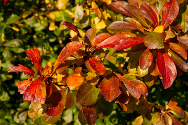 Autumn Leaves in Zurich, Switzerland