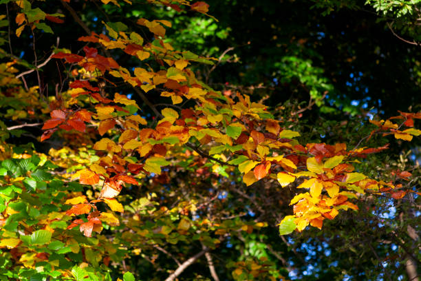 Autumn Leaves in Zurich, Switzerland
