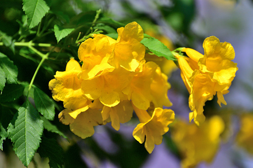 close-up of yellow roses in bloom growing in garden