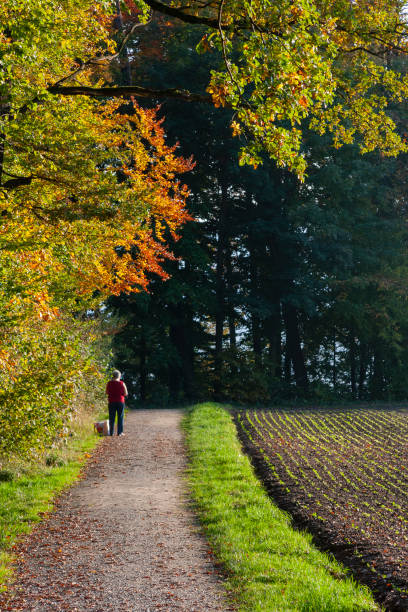 Autumn Leaves in Zurich, Switzerland