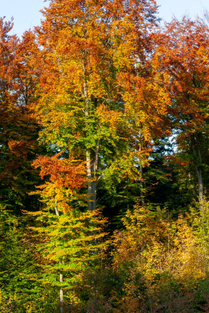 istock Autumn Leaves in Zurich, Switzerland 2017888105
