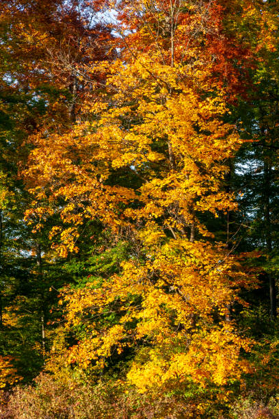 istock Autumn Leaves in Zurich, Switzerland 2017888107