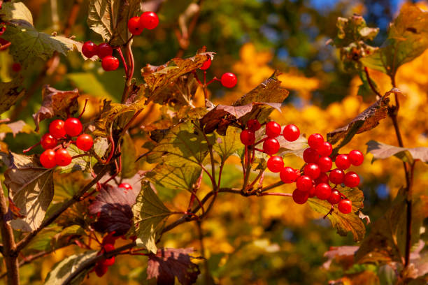 Autumn Leaves in Zurich, Switzerland