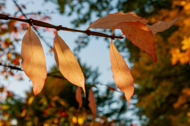 Autumn Leaves in Zurich, Switzerland
