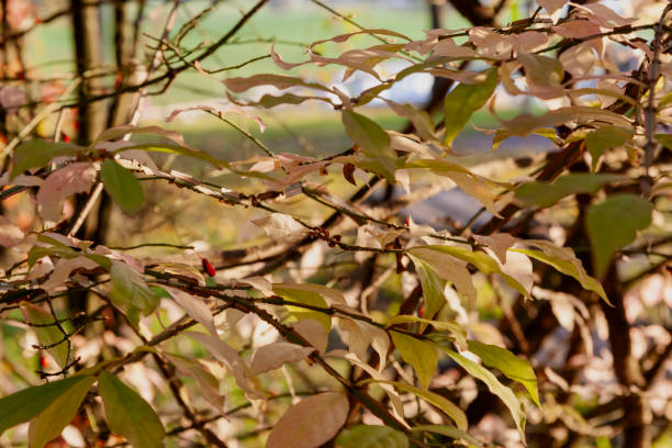Autumn Leaves in Zurich, Switzerland