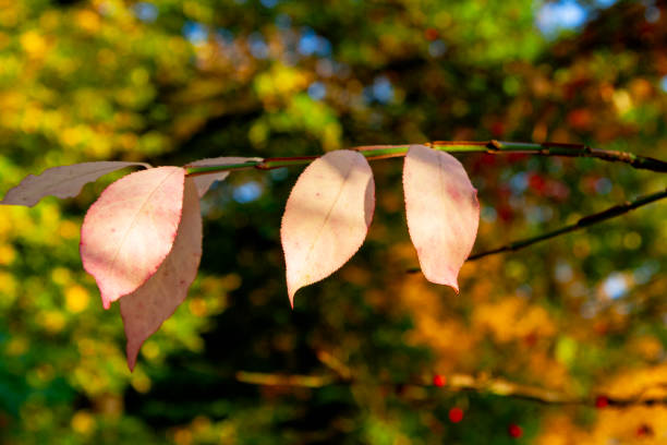 Autumn Leaves in Zurich, Switzerland