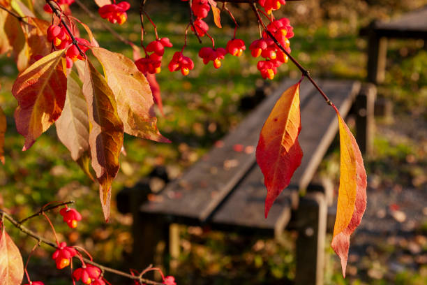 Autumn Leaves in Zurich, Switzerland
