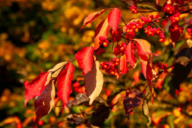Autumn Leaves in Zurich, Switzerland