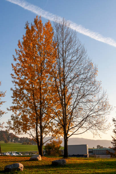 Autumn Leaves in Zurich, Switzerland