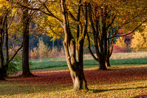 istock Autumn Leaves in Zurich, Switzerland 2017889178