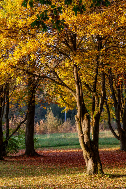 istock Autumn Leaves in Zurich, Switzerland 2017889179