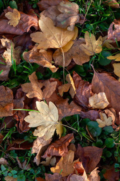 Autumn Leaves in Zurich, Switzerland