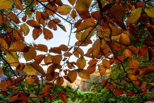 Autumn Leaves in Zurich, Switzerland