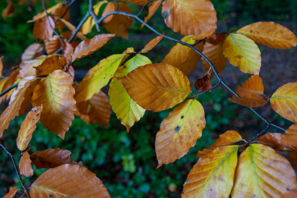 Autumn Leaves in Zurich, Switzerland