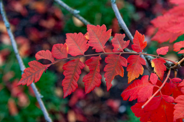 Autumn Leaves in Zurich, Switzerland