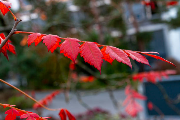 Autumn Leaves in Zurich, Switzerland
