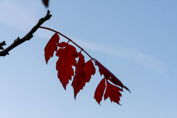 Autumn Leaves in Zurich, Switzerland