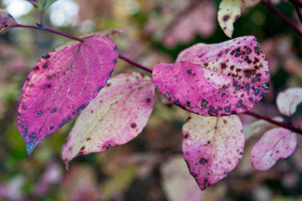 Autumn Leaves in Zurich, Switzerland