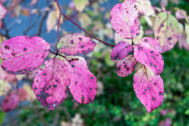 Autumn Leaves in Zurich, Switzerland
