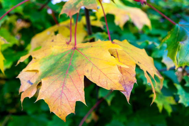 istock Autumn Leaves in Zurich, Switzerland 2017890314