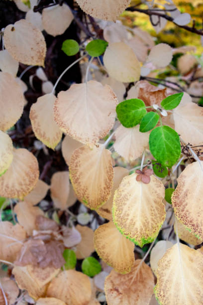 Autumn Leaves in Zurich, Switzerland