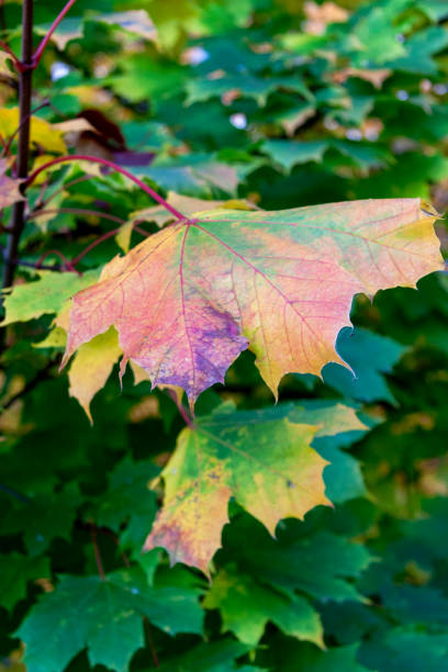 Autumn Leaves in Zurich, Switzerland