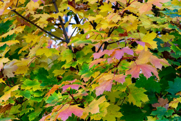 Autumn Leaves in Zurich, Switzerland