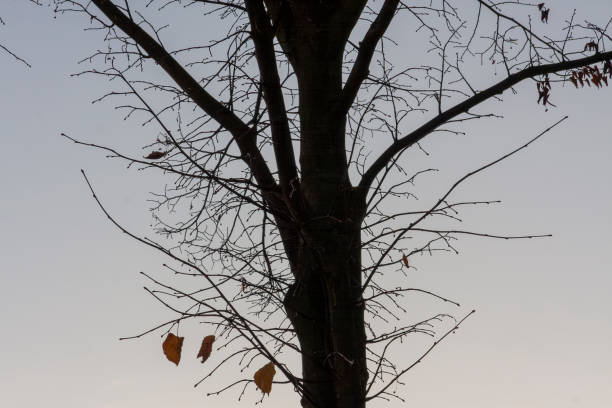 Autumn Leaves in Zurich, Switzerland