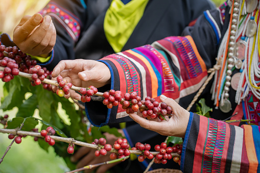 Farmers harvest ripe coffee beans on Arabica trees growing in the highlands of Chiang Rai Province in Thailand.