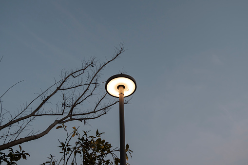 street lamp under tree