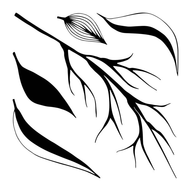 illustrations, cliparts, dessins animés et icônes de ensemble de branche d’arbre nue avec graphique de griffonnage de feuilles. feuillage vert. feuille à base de plantes d’une plante. illustration en noir et blanc vectorielle dessinée à la main. - tree silhouette branch bare tree